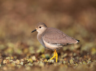 White tailed lapwing