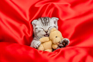 Cute kitten sleeps under blanket on a red satin bedding and hugs favorite toy bear. Top down view