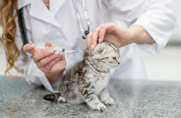 Vaccination or treatment of a kitten in a veterinary clinic