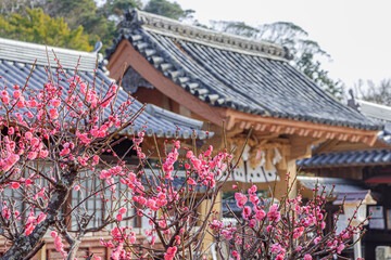 亀岡神社と梅の花　長崎県平戸市　Kameoka Shrine and Plum blossom Nagasaki-ken Hirado...