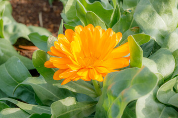 マリーゴールド　長崎県平戸市　
Marigold Nagasaki-ken Hirado city