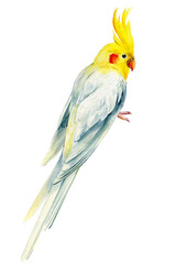 Watercolor parrot on isolated background, cockatiel parrot, hand drawing, tropical birds