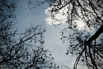 View of tree branches against the sky. Tree branches view from the ground.