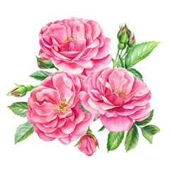 Bouquet of Pink roses, leaves and buds on a white background, watercolor botanical painting