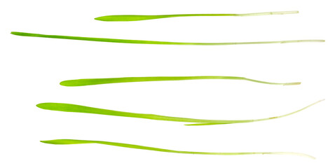 Green grass isolated on white background