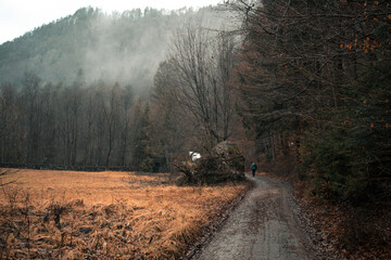 Path in dark moody autumn forest