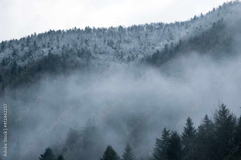 Poster Fog in a forest with snowy trees on the top of a hill