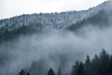 Fog in a forest with snowy trees on the top of a hill