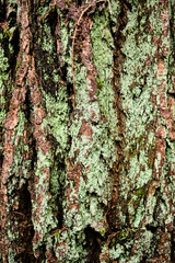 Moss overgrown bark of tree