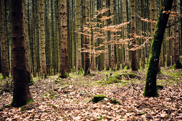 Fototapete bei efototapeten.de bestellen   