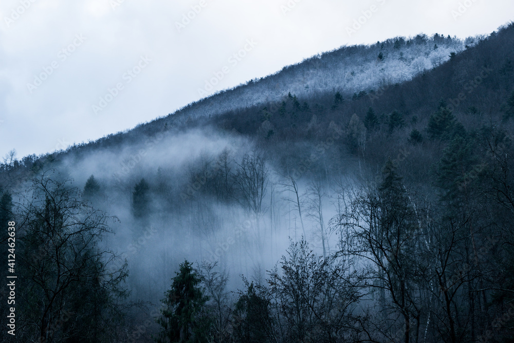 Poster Fog in dark forest