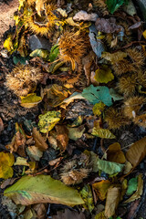 autumn leaves on the ground with chestnuts around