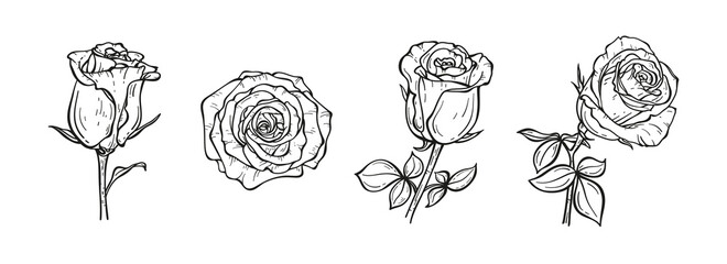 Floral Vector Set of Roses. Hand drawn Sketch Rose Flower Buds. Summer Garden Flowers  © AllNikArt