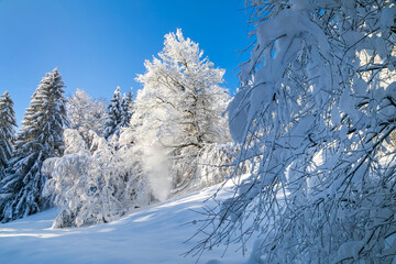 Allgäu - Winter - Schnee - Baum - Wald - Winterwonderland
