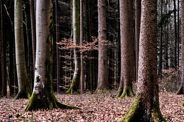 Fototapete bei efototapeten.de bestellen   