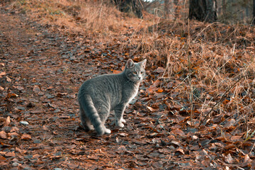 Cat wandering in a forest