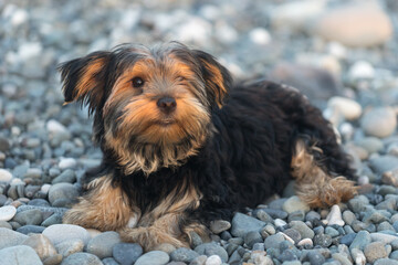 Small black and brown Yorkshire Terrier yakshinskiy