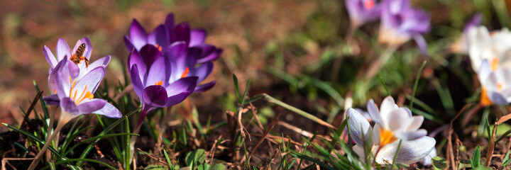 Fototapeta premium Banner 3:1. Panorama of blooming purple crocus flowers on meadow under sun beams in spring time. Beautiful spring background. Selective focus