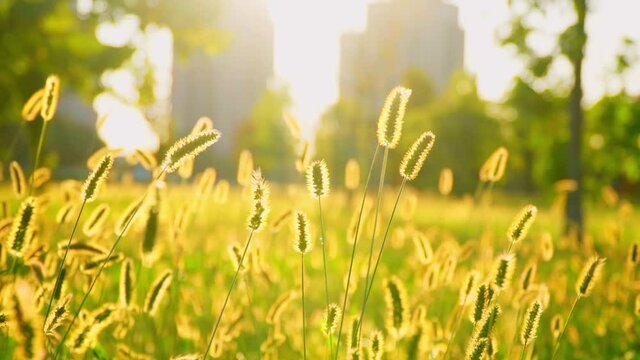 A beautiful view of foxtail grass in the sunshine, swaying in the wind in a park in Milan, Italy