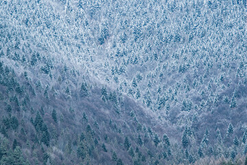 Mountain with snow on trees