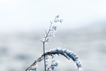 Frozen grass