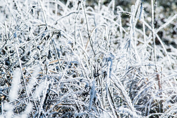 Frozen grass