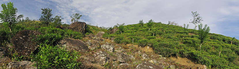 Tea plantation in Sri Lanka (Morning Site) // Tee-Plantage in Sri Lanka (Morning Site) 