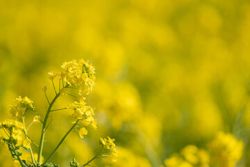 Fototapeta premium 菜の花