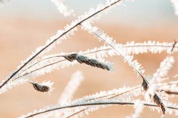 Obraz premium Frozen grass