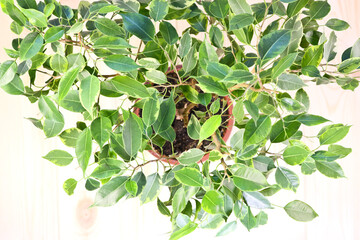 Indoor plant Ficus Benjamin, top view. Soft selective focus. Indoor plant for indoor floriculture and phytodesign.