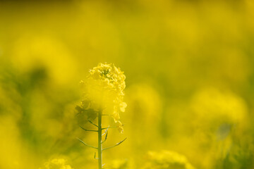 Obraz premium 菜の花