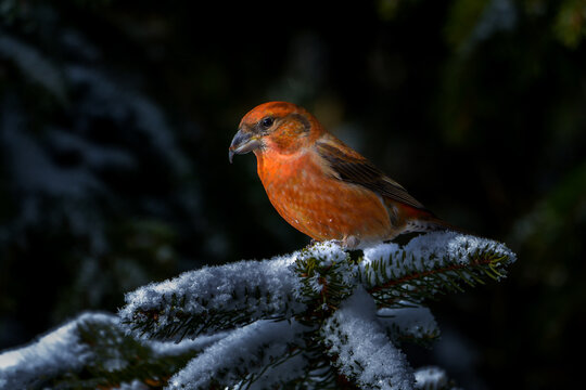 Male Red crossbill (Loxia curvirostra) in the forest