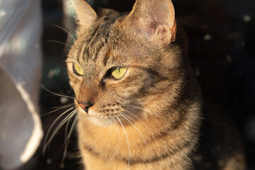 見つめる猫　キジトラ猫