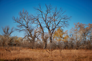 Fototapeta na wymiar dried trees against a blue sky