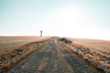 Road on a hill with a tree on horizon
