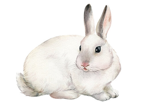 Cute watercolor bunny, beautiful rabbit. Hand drawing illustration