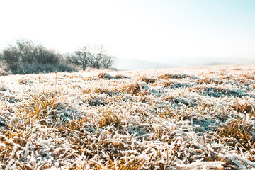 Frozen grass