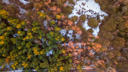 Fototapeta na wymiar Aerial top view of winter pine forest in snow in sunny day, drone shot. High quality photo