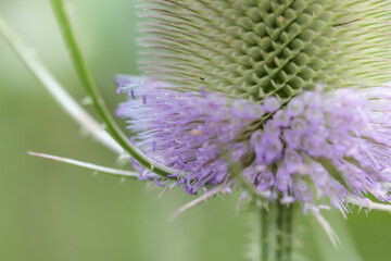 blühende Distel, Wilde Karde, Dipsacus fullonum