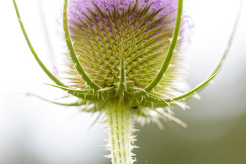 blühende Distel, Wilde Karde, Dipsacus fullonum