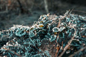 Frozen plants lit by sunset