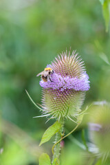 blühende Distel, Wilde Karde, Dipsacus fullonum