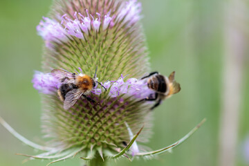 Hummel auf blühender Distel, Dipsacus fullonum; Wilde Karde