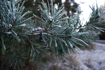 Frozen pine tree needles in winter 
