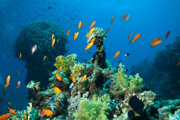 Underwater World. Coral fish and reefs of the Red Sea. Egypt