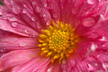 Obraz premium Dahlia flower close up with water droplets