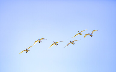 wooper swan in the sky