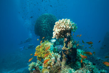 Underwater World. Coral fish and reefs of the Red Sea. Egypt