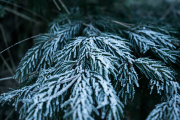 Frozen pine tree needles in winter 