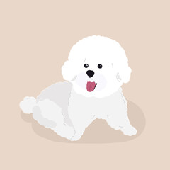 Smiling dog, cute white toy poodle